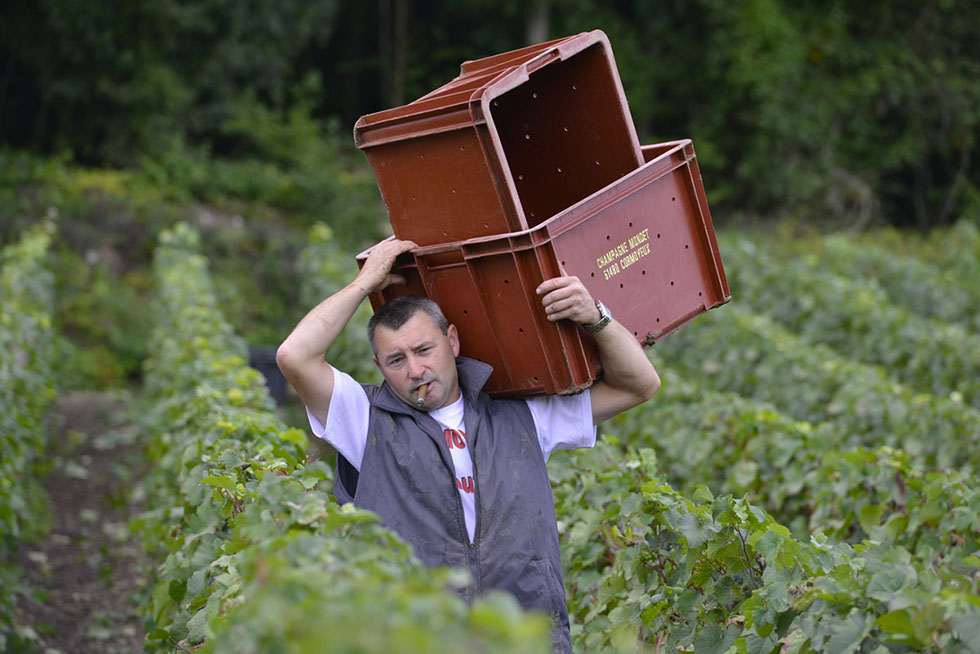 Cormoyeux, vignoble de Champagne