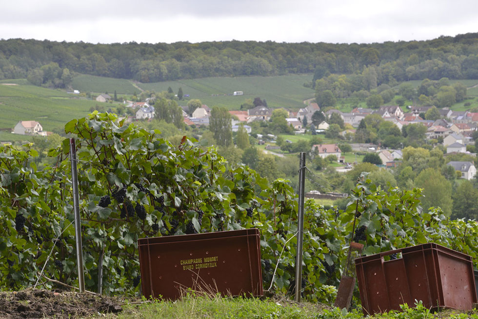 Cormoyeux, vignoble de Champagne