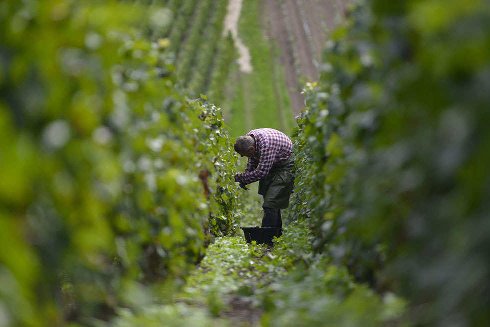 Cormoyeux, vignoble de Champagne